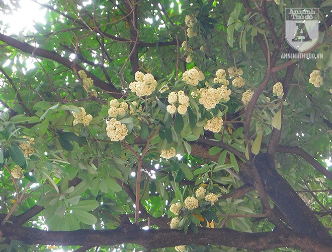 Đến thời điểm hiện tại, ước tính số cây hoa sữa đã nở là khoảng 25 - 30%