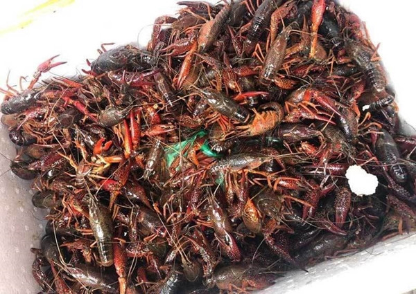 Nếu thiếu ôxy, nước sạch, thức ăn hoặc nước bị ô nhiễm tôm có thể bò ra khỏi nơi sinh sống.