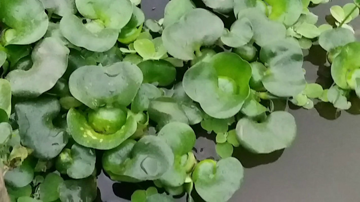 Ra ngoài môi trường, loài bèo này có thể phát triển gấp đôi diện tích trong khoảng 10 ngày, phân bố rộng khắp các thủy vực nước ngọt Việt Nam, làm giảm ô xy hòa tan trong nước, gây chết cá, thủy sinh.