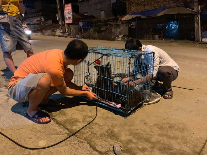 Những bạn trẻ trong nhóm tình nguyện chuyên giải cứu động vật ở Hà Nội đã lên đường tìm kiếm chú chó đáng thương.