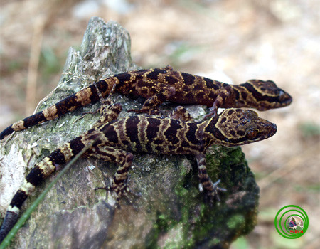 Thằn lằn chân ngón Yang Bay – Cyrtodactylus yangbayensis sp. nov. Ngô & Chan, 2010 được tìm thấy tại Yang Bay, tỉnh Khánh Hoà. Loài đặc hữu này có có chiều dài đầu mình lớn nhất khoảng 92,3 mm, mắt có màu xanh đen với con ngươi màu vàng cam, đuôi có những vạch nâu đậm và nâu trắng nhạt xen kẽ.