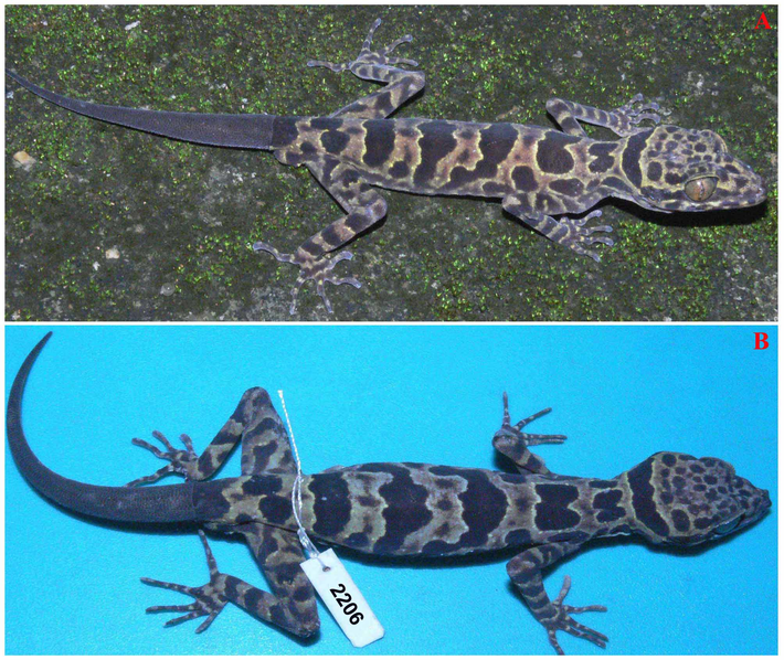 Thằn lằn chân ngón Cúc Phương - Cyrtodactylus cucphuongensis: Loài đặc hữu này được các nhà học phát hiện tại vườn quốc gia Cúc Phương và công bố vào ngày 9/12/ 2011.