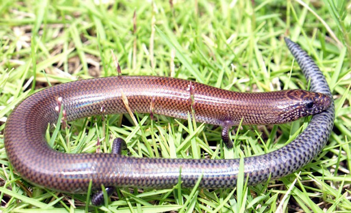 Thằn lằn bóng thiên thần (Lygosoma angeli) có những hàng vảy xếp đều phản chiếu lung linh dưới ánh nắng mặt trời sau những cơn mưa dài khiến chúng phải điều tiết thân nhiệt bằng cách phơi nắng. Với thân hình thuôn dài, có 30 hàng vẩy quanh giữa thân, loài bò sát này thật xứng danh thiên thần.