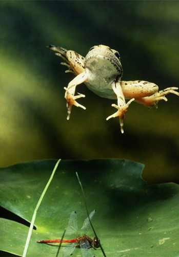 Bí quyết để ếch có khả năng nhảy xa như vậy nằm ở cơ bắp chân của nó, đó là bộ phận cực kỳ linh hoạt so với những động vật có vú khác. Trước khi nhảy, ếch đặt mình ở tư thế cúi kéo dài và kéo dài cơ bắp chân sau. Như vậy, những con ếch sẽ có năng lượng cơ học đáng kinh ngạc và cất bước để thoát khỏi các mối đe dọa tiềm tàng.
