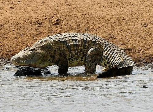 Cá sấu khổng lồ tấn công nuốt chửng cầu thủ Mozambique Con cá sấu dài chừng 5 mét và sống dưới sông Zambezi, tỉnh Tete, miền tây Mozambique. Khi anh chàng cầu thủ đang tập luyện và đi bộ ở bờ sông Zambezi. Sau đó, anh này thò tay xuống nước thì bị con cá sấu khổng lồ bất ngờ tấn công và giết hại. Hai người hàng xóm chứng kiến vụ việc cho biết họ không thể làm gì để cứu giúp nạn nhân. Mọi chuyện xảy ra quá nhanh và con cá sấu quá hung dữ.