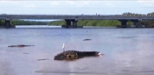 Cha bất lực và đau đớn nhìn cá sấu ăn thịt con ở Mexico Trong lúc đang chơi đùa cùng cha, cậu bé Manuel Abraham đã vô tình đánh rơi quả bóng về phía bờ sông. Nhanh chóng chạy lại để nhặt bóng bên bờ sông, Manuel bất ngờ bị 1 con cá sấu từ dưới sông lao lên chộp lấy đầu rồi kéo xuống dòng sông sâu.