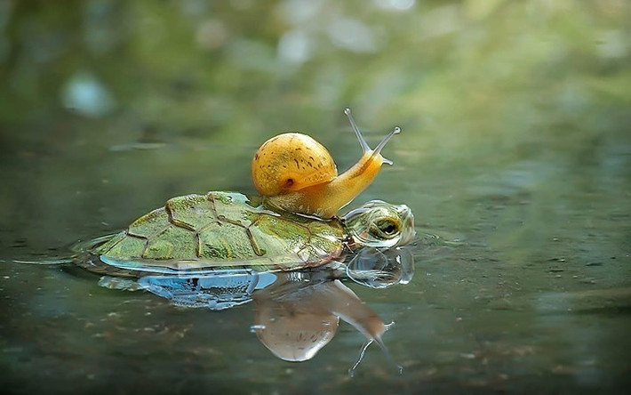 Ngại chạy đua với kỳ phùng địch thủ rùa, chú ốc sên này chọn cách leo lên lưng đối thủ để vượt qua một vũng nước.
