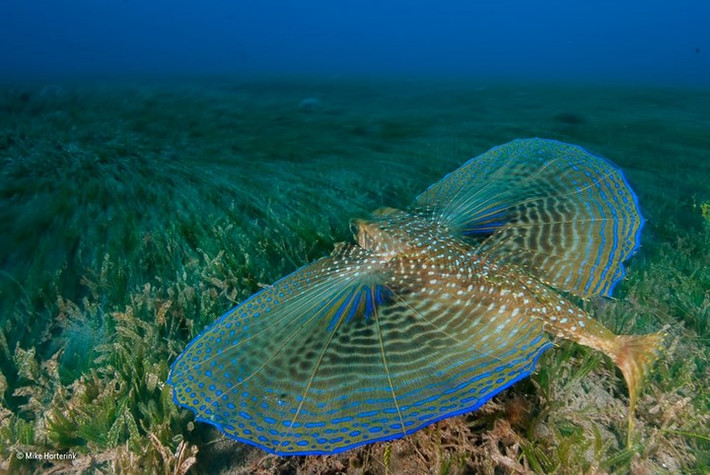 "Máy bay" dưới đáy biển.