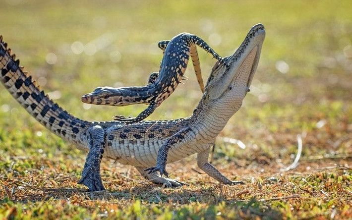 Vũ điệu mê hồn của “cặp đôi” thằn lằn và cá sấu.