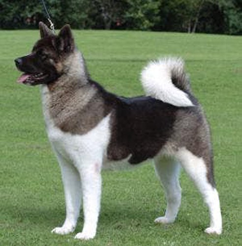 Giống chó Akita có nguồn gốc từ Nhật Bản và Mỹ. Chúng có giá 3.500 USD. Đây là loại chó to khỏe và trung thành.