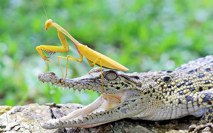 Chú bọ ngựa dũng cảm dám trêu ngươi một con cá sấu.