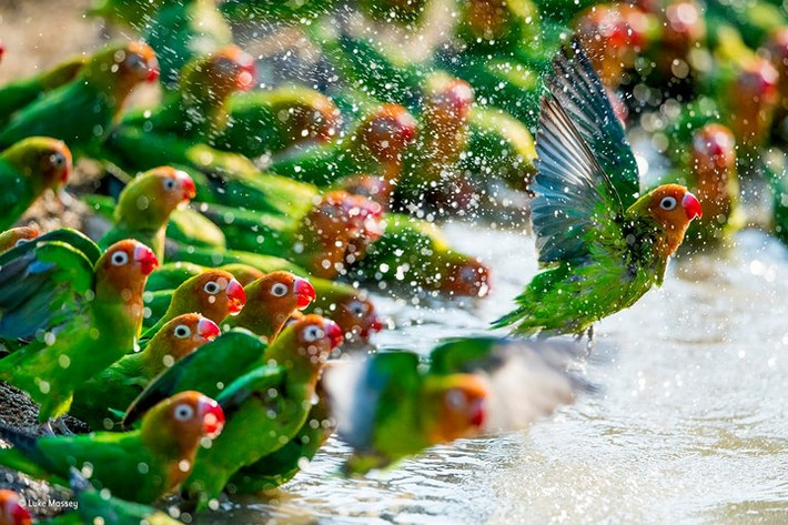 Hình ảnh động vật ghi màn trình diễn ấn tượng của những chú vẹt.
