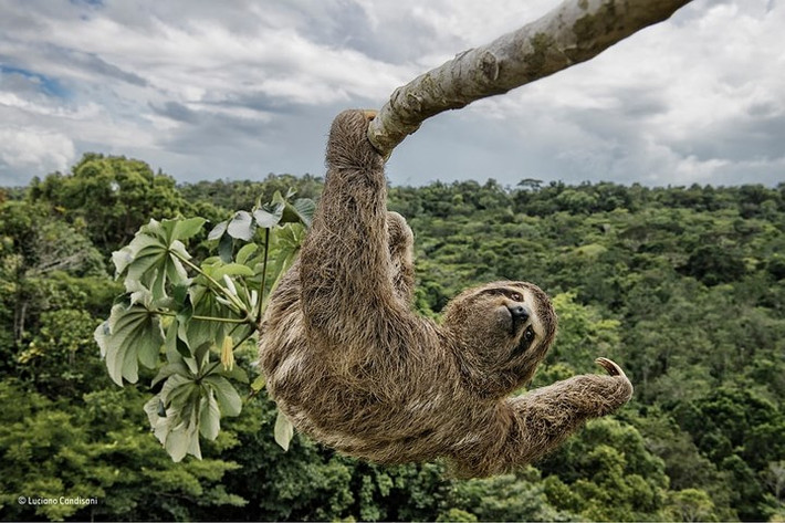 Tarzan phiên bản con lười... trong thế giới động vật hoang dã.