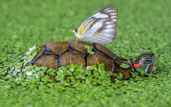 Một con bướm hồn nhiên đậu trên mai của một chú rùa tai đỏ.