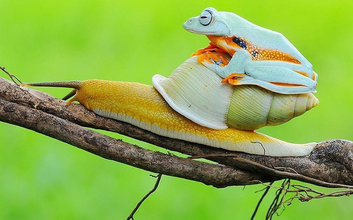 Chú ếch này cũng có sở thích tương tự như chú kiến ở trên.