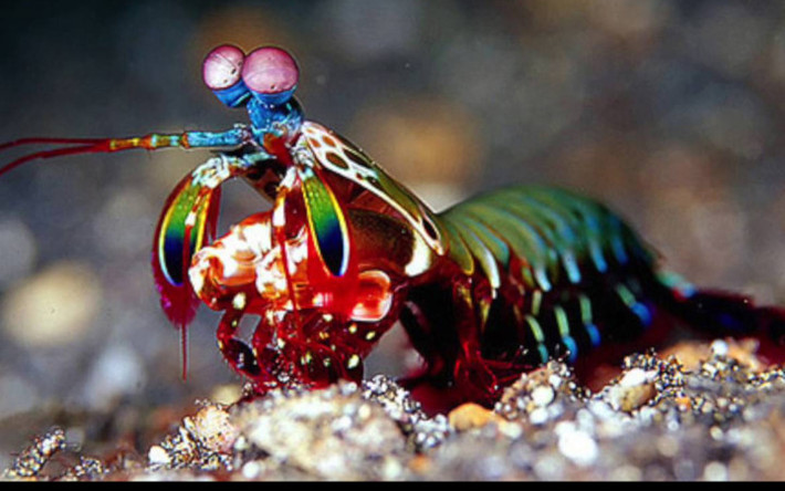 Đây là tôm tít công (Peacock mantis shrimp), hay còn gọi là tôm bọ ngựa (Ảnh: National Aquarium)