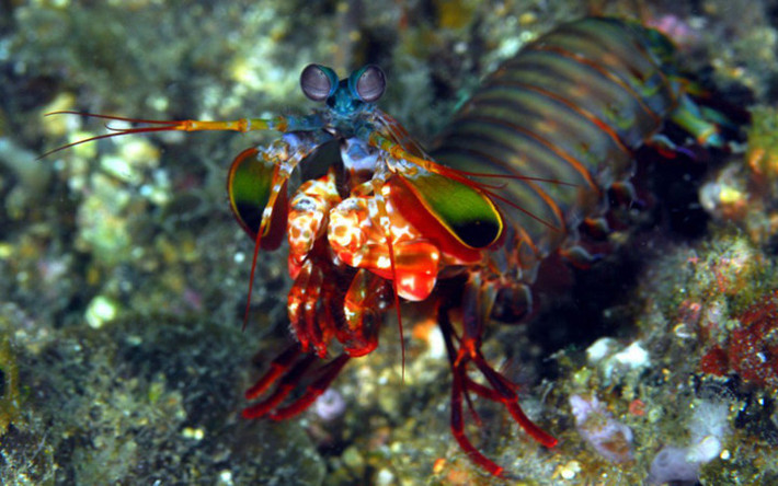 Chính vì thế giới sinh vật cảnh dù "phát cuồng" cũng khó có thể mang về nhà nuôi chơi (Ảnh: Scuba Diving Resource)