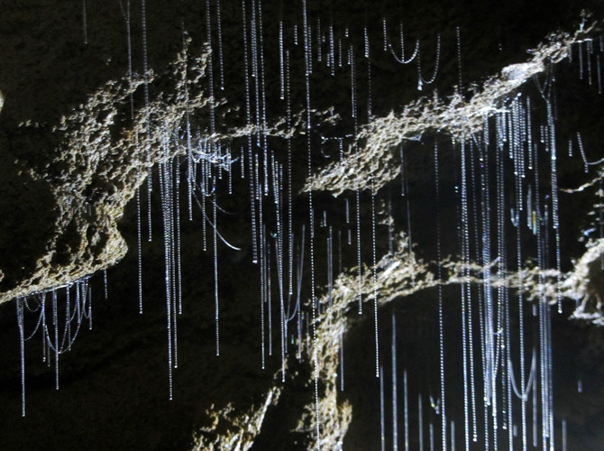 6. Hang Waitomo Caves Glow-worm, New Zealand Hang động Waitomo ở New Zealand là nơi cư ngụ của loài giun phát sáng thu hút con mồi, tạo ra cảnh tượng đêm đầy sao trong hang động. Đây là một trong những điểm du lịch hút khách nhất thế giới.