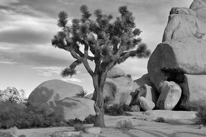 "Cây tùng đơn lẻ cạnh Intersection Rock", Công viên Quốc gia Joshua Tree, bang California.