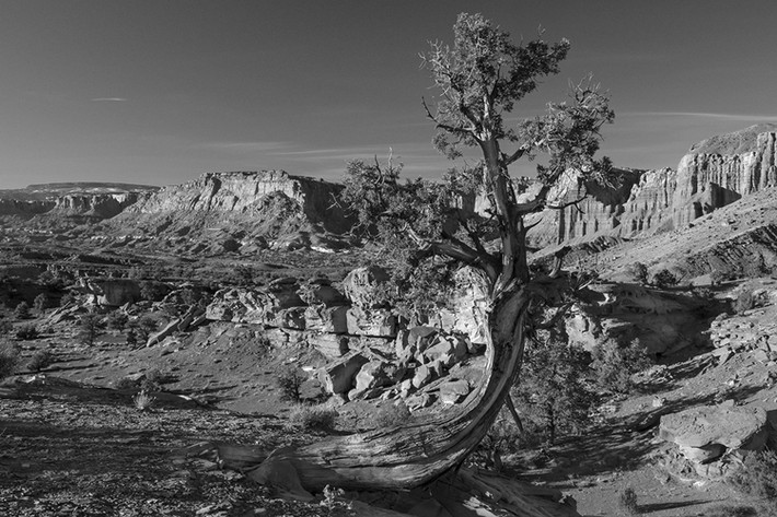 "Cô đơn bên vách đá", Công viên Quốc gia Capitol Reef, bang Utah.