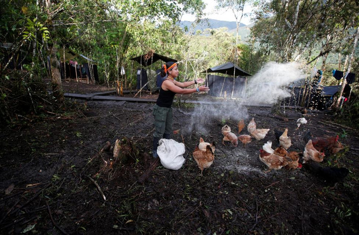 Patricia, một nữ chiến binh của FARC, đang cho gà ăn và làm quen với cuộc sống đời thường, sau khi buông vũ khí. Ảnh REUTERS