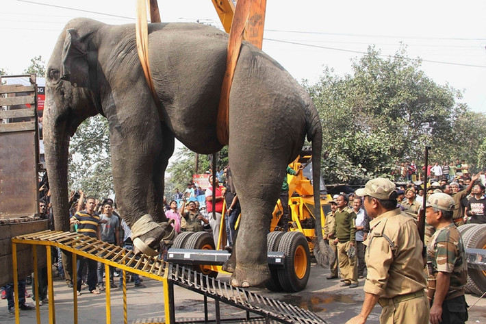 Sau đó, con voi hung dữ này được đưa về “nguyên quán” trong khu rừng Baikunthapur gần đó.