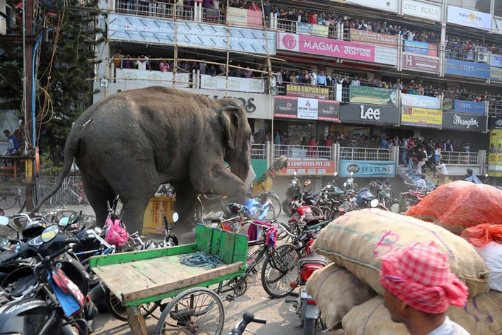 Giới chức thành phố đã phải dùng súng bắn thuốc mê để vô hiệu hóa chú voi hung dữ đang quậy phá trên đường phố.