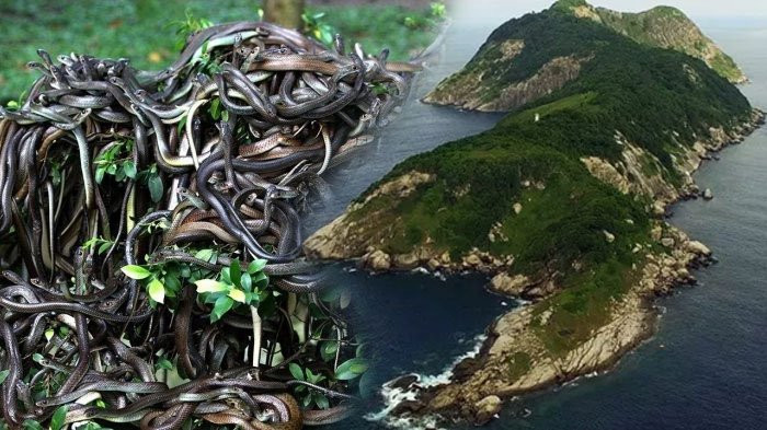 Do đó, hiện nay, duy chỉ có lực lượng Hải quân ở quốc gia này cùng những chuyên gia nghiên cứu hoặc nhà quay phim mới được phép tới đây nhằm mục đích để bảo trì cho ngọn hải đăng, cũng như tìm hiểu về hệ sinh thái "nguyên sơ" vô cùng độc đáo trên hòn đảo nguy hiểm này.