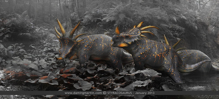 Các chức năng của những chiếc sừng thuộc loài Styracosaurus này đã gây ra tranh cãi trong nhiều năm.Nhiều người tin rằng nó là thứ vũ khí để tự vệ và giao chiến giữa các con đực.