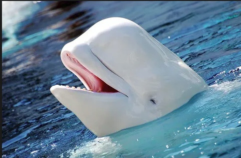 Cá voi Beluga, còn gọi là cá voi trắng, một sinh vật biển thân thiện với con người và là đồng loại của cha "quái vật"