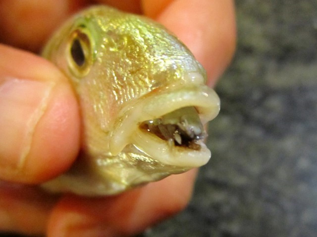 Ký sinh trùng Cymothoa exigua ăn lưỡi vật chủ. Đây là loài ký sinh trùng đáng sợ, được biết đến như con rận ở lưỡi cá. Chúng xâm nhập vào cá thông qua mang, sau đó bám chặt vào gốc lưỡi cá, dần dần ăn mòn và thay thế cái lưỡi trong miệng cá.