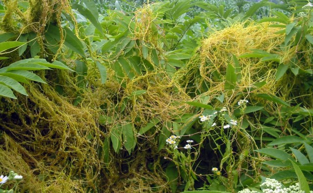 Tơ hồng là loài cây ký sinh ăn thực vật khác. Nó không có chất diệp lục, do đó sự sống phụ thuộc hoàn toàn vào dinh dưỡng của vật chủ. Tơ hồng thậm chí còn có khả năng tự di chuyển từ cây này sang cây trồng khác.