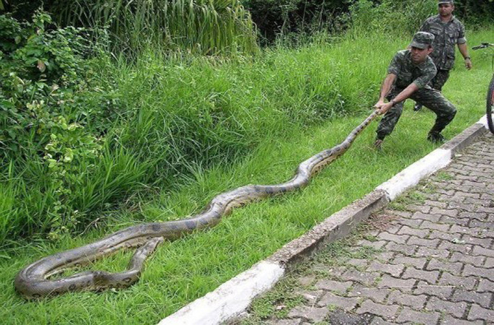 Eunectes murinus là loài ăn thịt nặng và dài nhất thế giới. Loài rắn độc lạ này có cách thức ăn thịt khá giống trăn: quấn quanh con mồi cho đến khi con mồi ngạt thở và chết rồi nuốt chửng vào bụng.