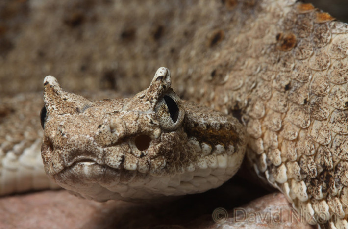 Crotalus cerastes. Loài rắn này là cư dân sa mạc. Nó cũng là một trong những loài có chế độ di chuyển "lạ đời" nhất trong tự nhiên: chúng di chuyển ngang thay vì di chuyển về phía trước. Cách thức di chuyển này giúp chúng tránh được việc phải tiếp xúc với cát, đồng thời tiết kiệm được năng lượng khi di chuyển.