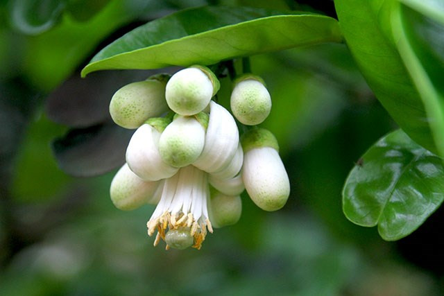 Dân gian thường dùng hoa bưởi để chưng cất thành tinh dầu, gội đầu, tắm rửa hoặc xông hơi… Nước hoa bưởi được dùng cho các món chè, món bánh, món cháo.