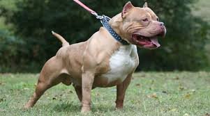 Ai cũng nghĩ giống chó Pitbull là giống chó dữ. Thực tế là không. Pitbull thực ra rất yêu con người và luôn nghĩ mình là một chú chó có size bé nhỏ. Đó là một chú chó biết yêu thương và sẵn sàng lao vào chiến đấu đến chết nếu bạn gặp nguy hiểm.