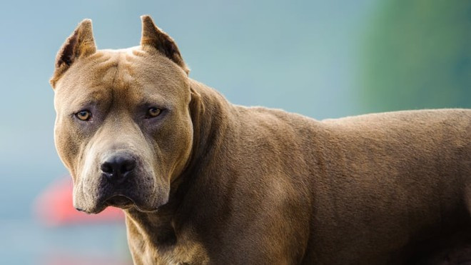 Nếu chủ nuôi chỉ dạy chúng chiến đấu và cắn xé, Pitbull sẽ không nhả mồi cho tới khi con mồi chết hoặc chúng chết.