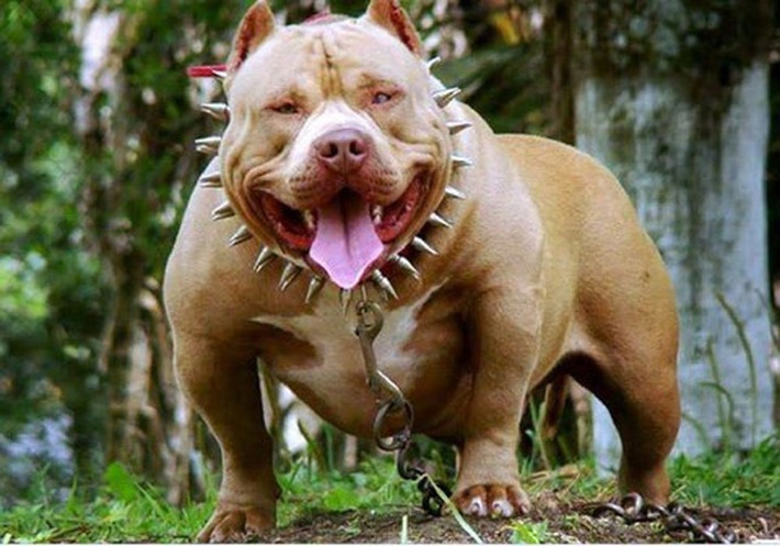 Chó Pitbull bị hiểu lầm là giống chó hung dữ vì ngay từ đầu chúng được lai tạo để làm chó chiến nên hình thể rất đe doạ. Chúng cũng kế thừa ý chí kiên cường bền bỉ từ giống chó Terriers, vì vậy một khi đã bước vào 1 cuộc chiến, chúng sẽ không dừng lại cho tới khi chúng chết.