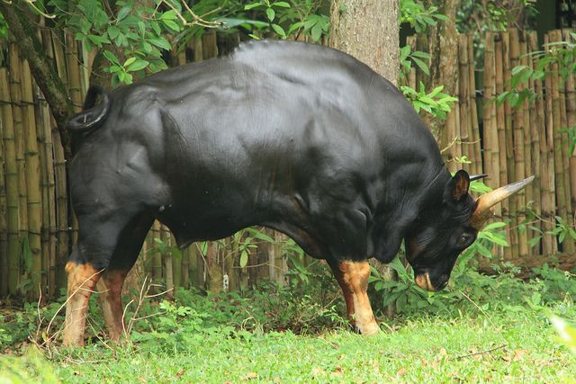 Chúng hoạt động kiếm ăn ban ngày. Ban đêm nghỉ ngơi ở nơi quang đãng thoáng mát. Trong thiên nhiên hổ, báo, chó sói có thể tấn công đàn bò tót, khi bị tấn công cả đàn quây tròn bảo vệ con non, con già ở giữa.