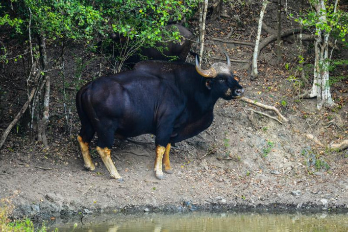 Nơi sinh sống của bò tót là rừng già thường xanh, rừng khộp, rừng hỗn giao tre nứa, rừng thứ sinh địa hình tương đối bằng ở độ cao 500 - 1500m so với mặt biển. Sống thành từng đàn 5 - 10 con (có đàn tới 20 - 30 con) đôi khi cũng gặp những cá thể sống đơn lẻ lẫn với đàn bò rừng.