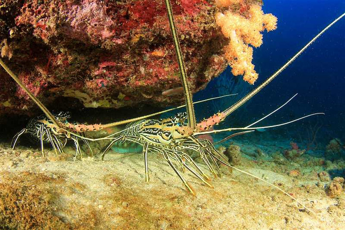 (Ảnh: Rich Carey / Shutterstock) Được tìm thấy ở khắp vùng biển Caribbean, loài tôm hùm gai lại có hành trình di cư rất khác biệt. Chúng di chuyển thành các hàng dọc gồm 10 cá thể và mỗi hàng có thể lên đến hơn 50 con, bằng cách con sau chạm râu vào cong trước, “hành quân” dưới đáy biển qua quãng đường 50 km. Di chuyển được một lúc, chúng sẽ dừng lại nghỉ để lấy sức cho hành trình tiếp theo. Du khách có thể lặn biển để chứng kiến hành trình di cư của chúng vào thời điểm mùa hè.