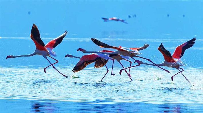 (Ảnh: Ivan Mateev / Shutterstock) Những chú chim hồng hạc bắt đầu di cư quanh các hồ ở Kenya vào tháng 8 hằng năm. Hồng hạc là loài chim lội nước, sống chủ yếu ở tây và đông bán cầu. Thời gian này, hồng hạc đang bắt đầu di cư đến hồ Bogoria ở thung lũng Rift. Hằng năm, loài chim tuyệt sắc này di chuyển qua lại giữa các hồ: Nakuru, hồ Naivasha và hồ Bogoria để tìm thức ăn. Trong số đó, hồ Nakuru được mệnh danh là "thiên đường hồng hạc", bởi nguồn tảo phong phú và đa dạng rất hấp dẫn loài chim này.