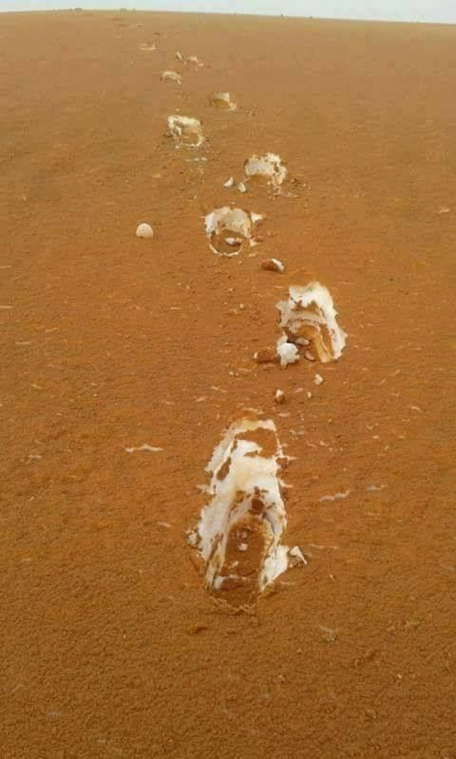 Tuyết phủ trên lớp cát của sa mạc Algeria chẳng khác nào món bánh tiramisu