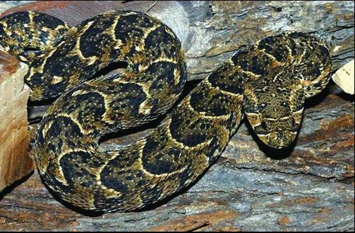 Rắn Bitis arietans là một loại rắn lớn, có răng nanh và nọc độc có độc tính cao, được phát hiện chủ yếu ở các vùng thảo nguyên, đồng cỏ, kéo dài từ vùng Maroc tới Arab và toàn bộ châu Phi, trừ vùng sa mạc Sahara và vùng rừng nhiệt đới. Ở Châu Phi, ước tính số lượng người chết nhiều nhất là do bị loài này tấn công.