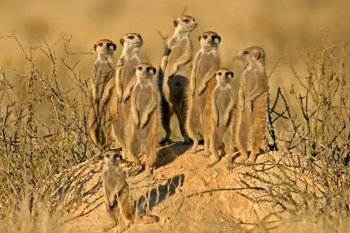 Những con cầy meerkat dễ thương chính là nhân vật Timon trong phim. Loài vật này sinh sống trong các mạng lưới đường ngầm phức tạp ở vùng sa mạc Botswana, Namibia và Nam Phi. Trong tự nhiên, meerkat không thân thiết với lợn rừng như trên phim. Du khách ghé Botswana sẽ bắt gặp những đàn cầy hoang dã, không sợ con người. Chúng có thể trèo lên đầu bạn để quan sát nguy hiểm xung quanh.