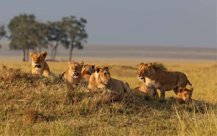 Bộ phim tái hiện hệ sinh thái nguyên sơ ở khu bảo tồn Masai Mara (Kenya) và Tanzania (Serengeti). 2 địa điểm này nơi tổ tiên của loài sư tử từng sinh sống. Những con "mèo" khổng lồ sinh hoạt theo bầy đàn như gia đình nhà Simba trong phim. Công viên quốc gia Chobe và đồng bằng Okavango ở Botswana hay khu South Luangwa (Zambia) cũng là những địa điểm có môi trường sống của động vật hoang dã tương đồng với bối cảnh bộ phim.
