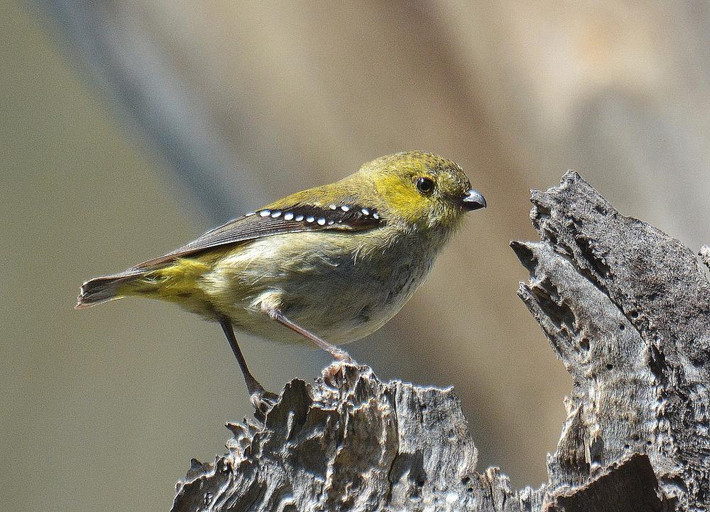 Chim Forty-spotted pardalote có chiếc mỏ hết sức đặc biệt, sinh sống tại Tasmania.