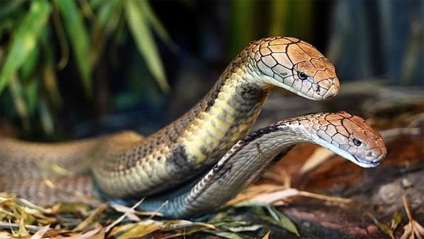 Vết cắn của rắn hổ mang chúa có thể dẫn đến tử vong nhanh chóng chỉ sau 30 phút.