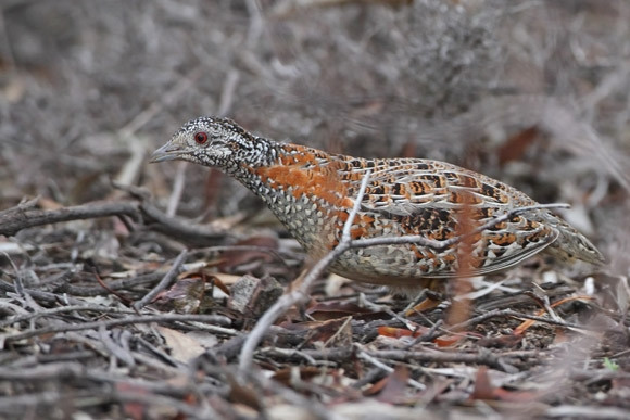Chim cút painted button-quail gây ấn tượng với bộ lông dễ "tàng hình" ngoài tự nhiên.