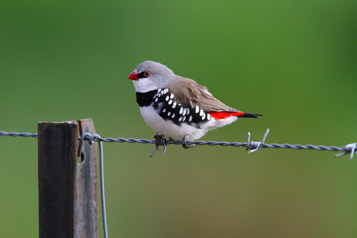 Chim sẻ Diamond firetail.